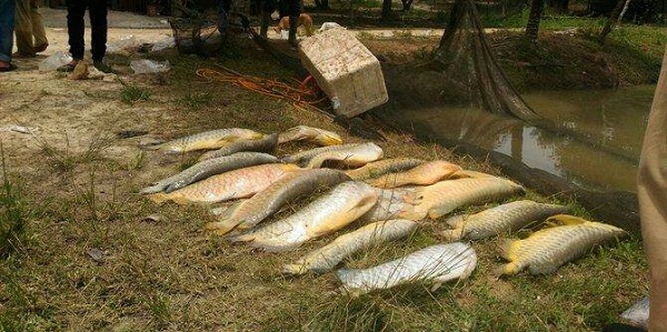 Diduga Lumpur Tol Pekanbaru-Dumai Beracun, Ratusan Indukan Arwana di Muara Fajar Mati, Hutama Karya Buang Badan...
