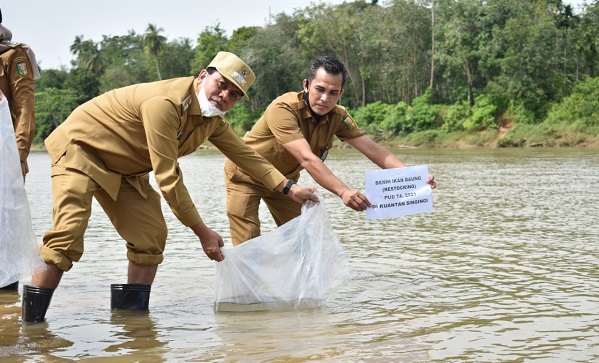 Dinas Perikanan Tabur 112 Ribu Benih Ikan Baung di Tepian Sungai Kuantan, Wabup Ajak Ninik Mamak dan Tokoh Masyarakat Mengawasi