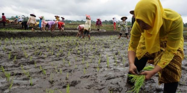 4.000 Hekter Lahan di Meranti  Sudah Disiapkan untuk Persawahan Padi