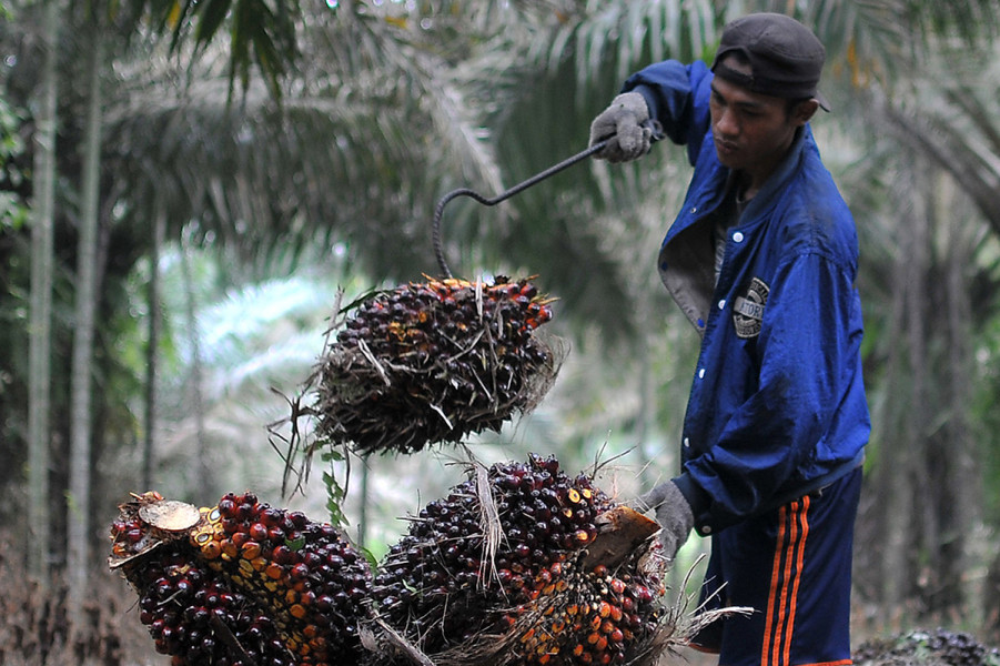 Harga TBS Kelapa Sawit Kemitraan Swadaya Prov Riau 14 – 20 Agustus 2024