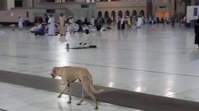 Heboh! Bukan di Sentul, Beredar Foto Anjing Berkeliaran di Masjidil Haram Tapi Tak Diusir