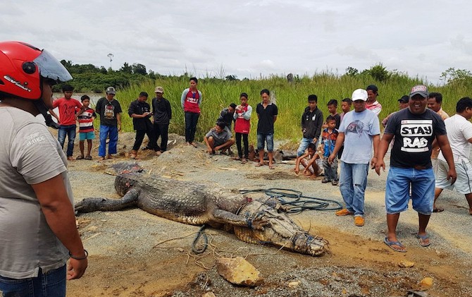 Warga Tangkap Buaya Besar dan Ganas, 14 Orang Sudah Jadi Mangsanya