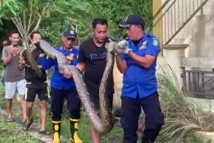 Ular Piton Raksasa Panjang 5 Meter  Lilit Kambing di Dorak, Begini Endingnya...