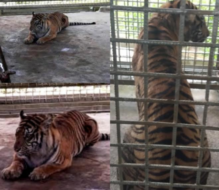 Sehat dan Gemuk, Ini Penampakan Bonita di Pusat Rehabilitasi Harimau Sumatera Dharmasraya