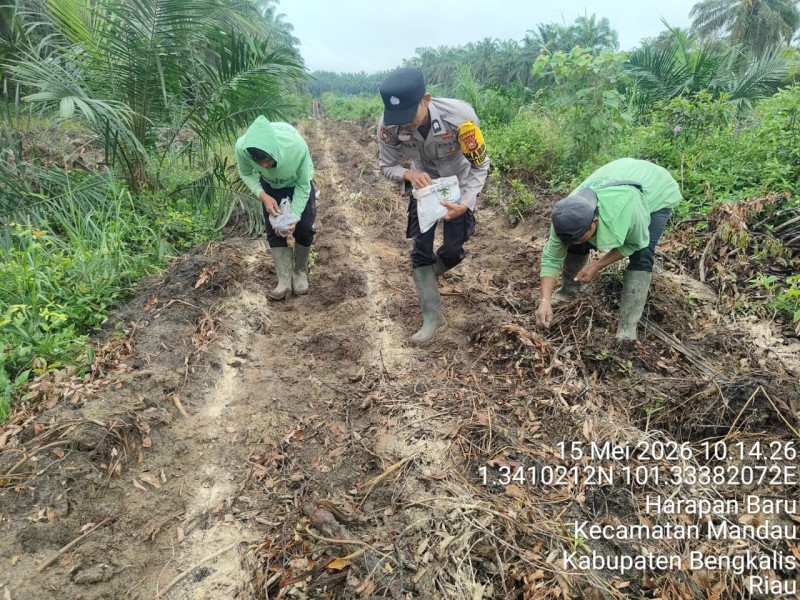 Polsek Mandau Intensifkan Pengelolaan Lahan Jagung