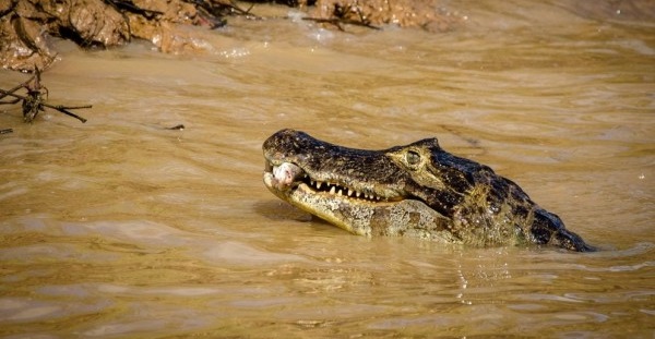 Pukul Kepala Buaya Pakai Pendayung,  Nelayan Kuala Lahang Luka 40 Jahitan