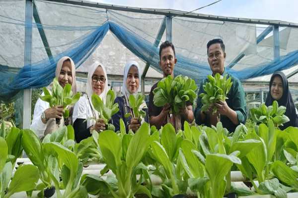 Kepala DKP Panen Sayuran Hidroponik di DK Green Farm