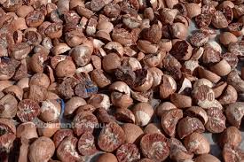 Harga Pinang Kering di Riau Pekan Ini