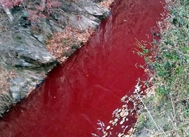Ngeri! 380.000 Babi Dibantai, Air Sungai Ini Seketika Berubah Jadi Merah Darah