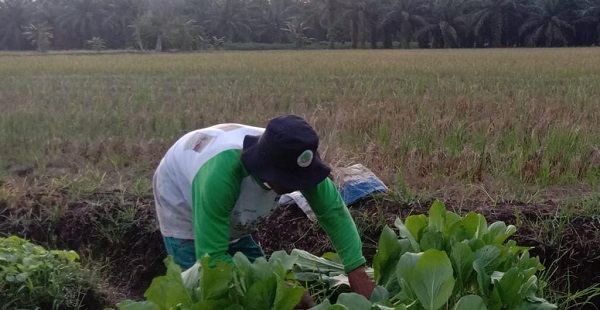Kisah Sukses Petani di Riau  Mengolah Lahan Gambut Tanpa bakar
