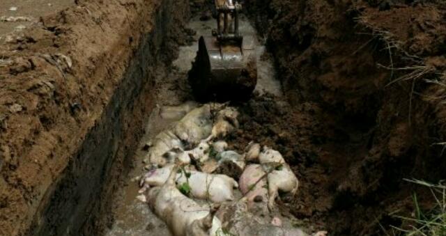 Tiap Hari Ada 2 Ribu Ekor Mati, Kemungkinan Babi di Sumut akan Habis