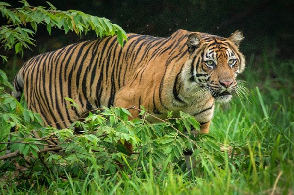Sedang Tidur, Pekerja HTI Satria Perkasa Agung di Simpang Gaung  Diserang Harimau, Kondisinya...