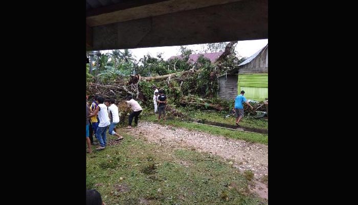 NGERI... Satu Keluarga di Kuansing Selamat Saat Pohon Besar Tumbang Membelah Rumah Mereka