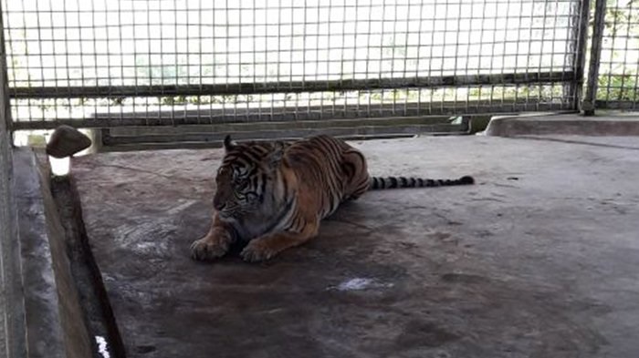 Kuat Dugaan, Harimau Bonita Mengamuk dan Serang Manusia karena Anaknya Dicuri