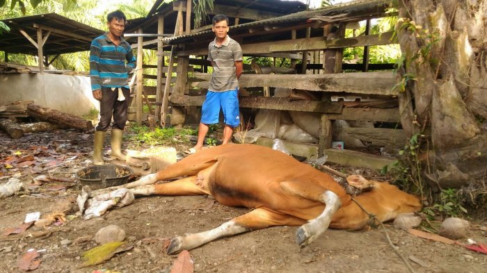 GAWAT... Sudah 1.600 Sapi di Riau Mati Karena Jembrana