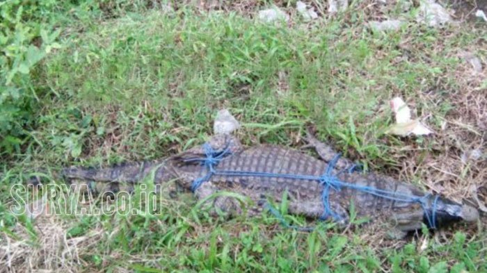 NYATA...Dipanggil Pawang Lewat Ritual Adat, Buaya Ini Kembalikan Jazad Ibu Guru SD yang Diterkamnya