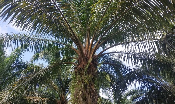 Nilai Tukar Petani Riau Tertinggi di Sumatera pada Oktober Ini