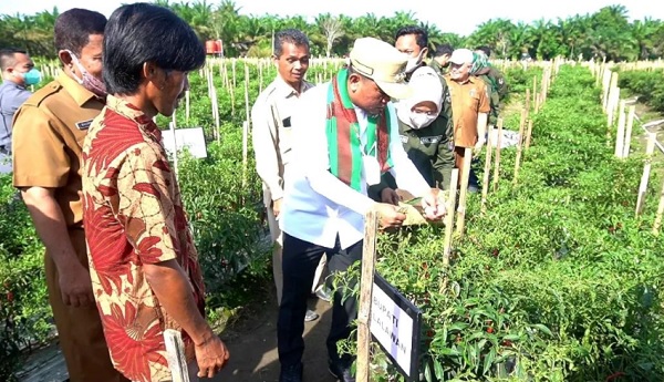 Bupati Pelalawan  Panen Cabai Perdana di Desa Lubuk Ogung
