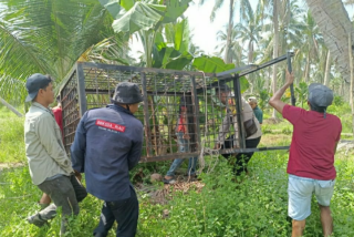 Jerat Harimau di Teluk Belengkong Inhil, Tim Mitigasi BBKSDA dan Warga Pasang Box Trap Berisi Kambing