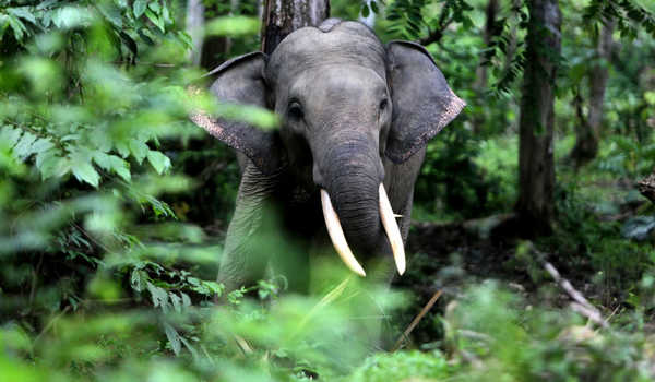 Sulit Dapat Betina, Gajah Jantan Lagi Birahi Masuk ke Pemukiman Warga di Inhu-Riau
