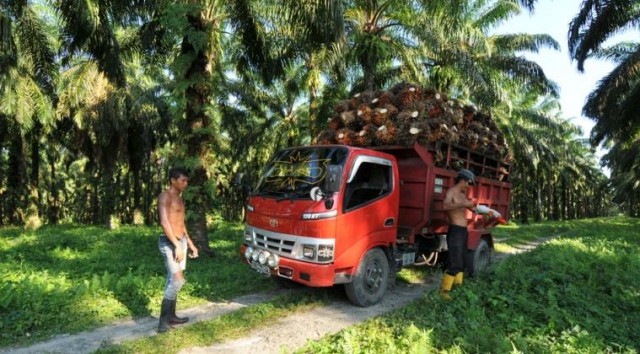 Terus Merosot, Harga TBS Sawit di Riau Ditetapkan Rp1.928,42 per Kilogram
