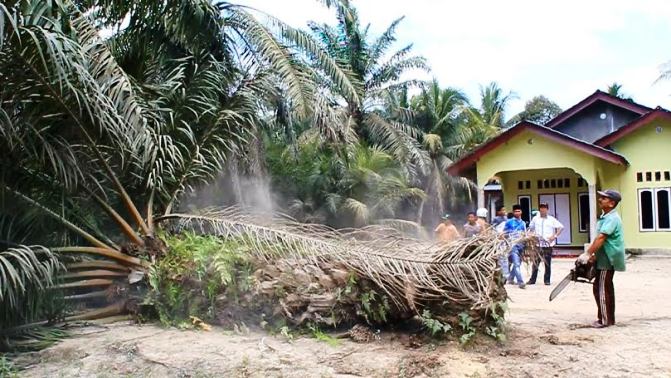 Dukung Program Listrik PLN, Warga Batang Kumu Rela Tebang Pohon Sawit