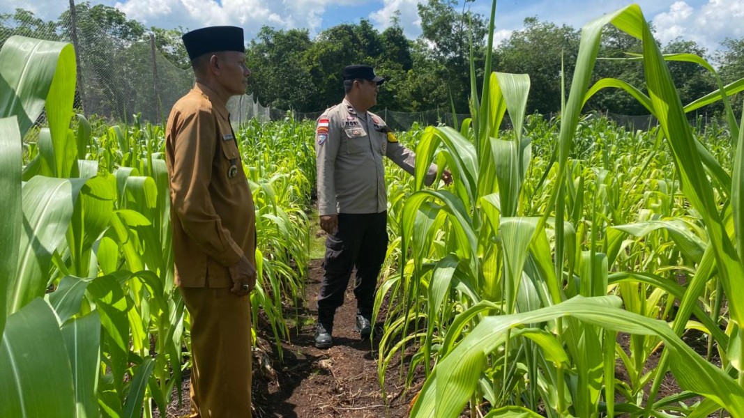 Polsek Bengkalis Monitoring Lahan Jagung di Desa Ketamputih