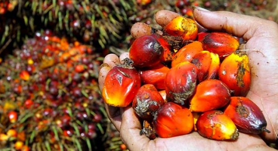Harga TBS Sawit  Terjun Bebas  di 16 Provinsi, Apkasindo Warning Tiga Hari ke Depan Semakin Melorot
