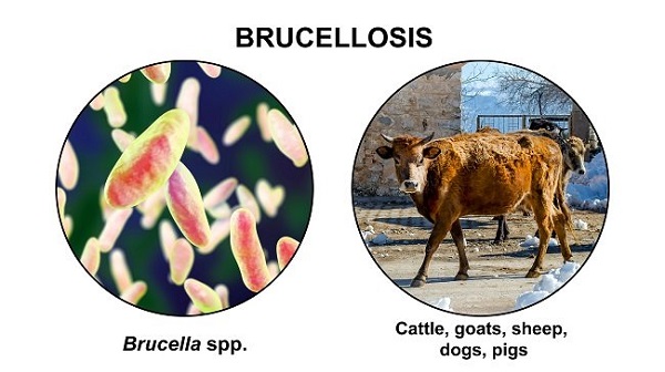 Terjangkit Brucellosis, Dua Sapi di Pekanbaru Dimusnahkan