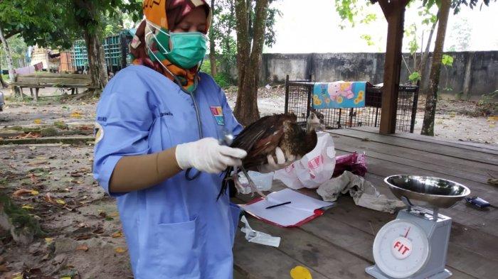 BBKSDA Riau Amankan 7 Ekor Burung Merak, Diduga Dibawa dari Malaysia