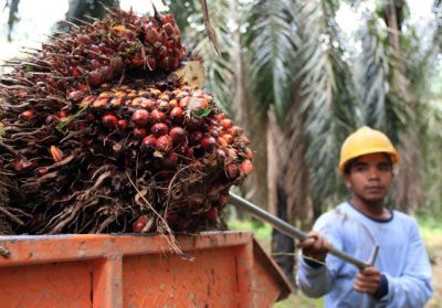Naik, Harga Kelapa Sawit di Riau Pekan Ini Capai Rp1.968,25 per Kg