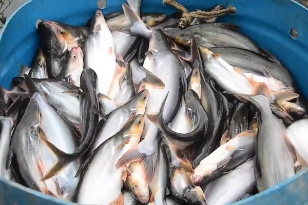 Investor Luar Negeri Minta Ikan Patin dari Riau 30 Ton Per Hari