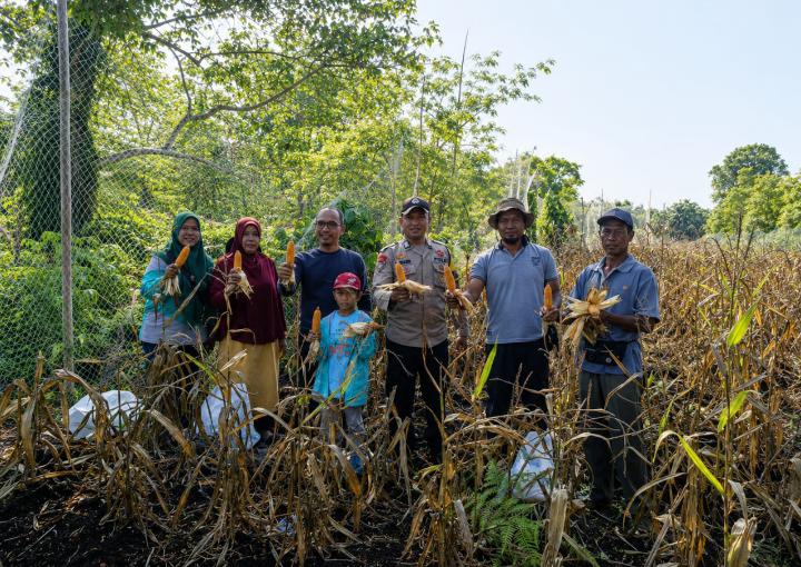 Sinergi Polri dan Petani Berbuah Manis, Jagung Hibrida Panen Melimpah di Batang Duku