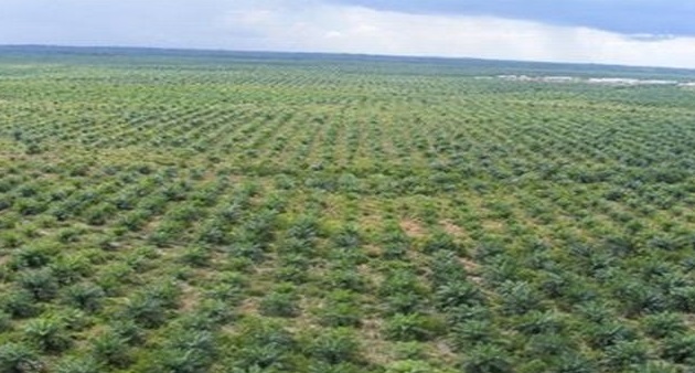 58 Ribu Hektare Lahan Perkebunan  di Riau Ilegal, Disini Posisi Perusahaannya...