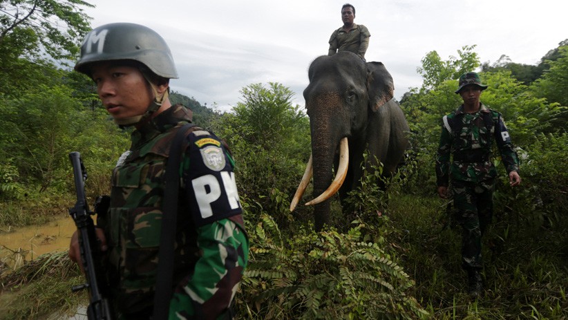 Tragis! Selamatkan Warga, Prajurit TNI AD Malah Tewas Diinjak Gajah yang Mengamuk