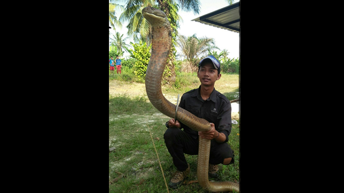 IH SEREM...Mahasiswa di Pekanbaru-Riau Ini Pelihara King Kobra Sepanjang 4 Meter