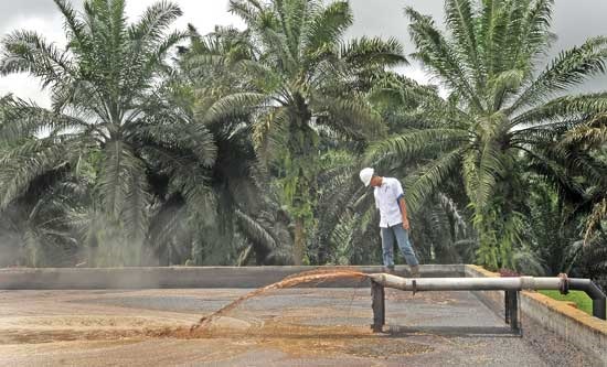 Jokowi Hapus Limbah Sawit dari Kategori Berbahaya