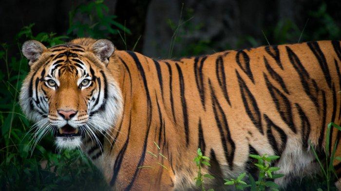 Tak Percaya Harimau Masuk Kampus Unsri, Gubernur: Itu Kucing Mungkin, Halu, Mana Buktinya?