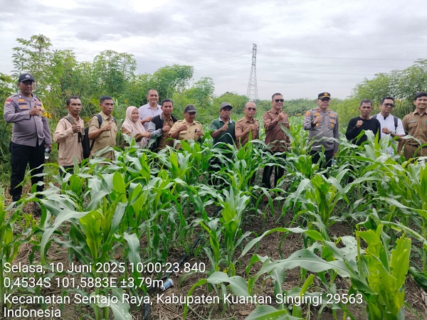 Polsek Benai dan Forkopimcam Kunjungan ke Lahan Ketahanan Pangan Desa Seberang Teratak Air Hitam, Kapolres Kuansing Apresiasi Langkah Nyata Pemerintah Desa