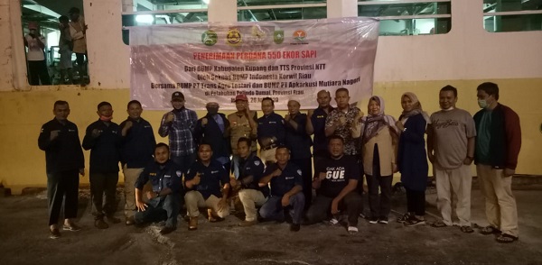 Camara Nusantara Merapat di Dumai, 550 Ekor Sapi Seknas BUMP Indonesia Didistribusikan