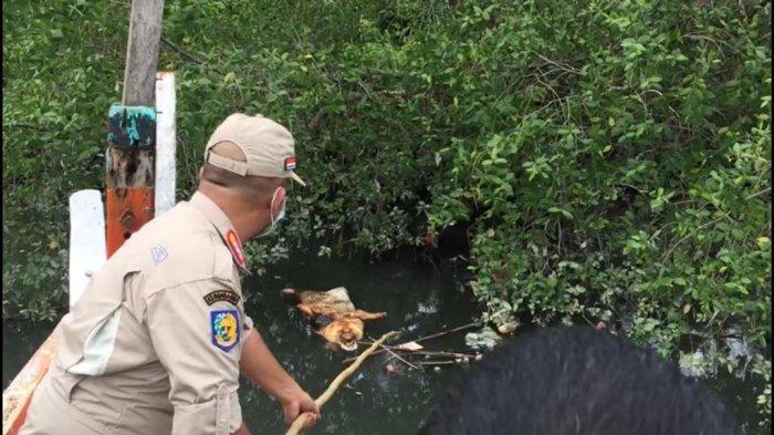 Gawat, Ratusan Bangkai Babi Ditemukan Mengapung  di Sungai Bendera, Pertanda Apa?