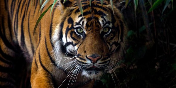 Tewaskan Dua Warga Air Batu, Harimau Sumatera  Tertangkap Masuk Perangkap Diumpan Kambing