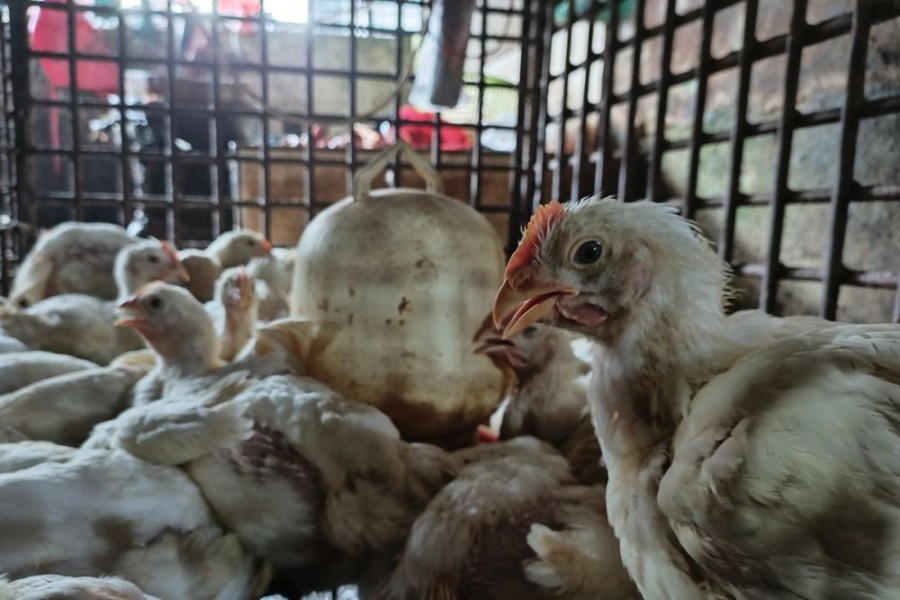 Jelang Imlek dan Ramadan, Permintaan Ayam Potong di Pekanbaru Mulai Melejit