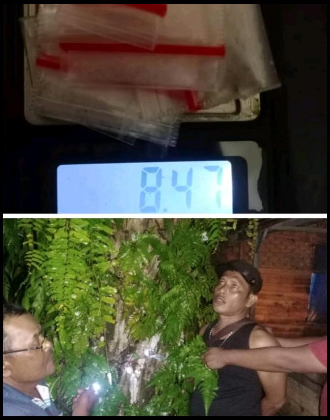 Transaksi di Pohon Sawit, Pengedar Narkoba di Rohil Diamankan Polisi, Begini Praktiknya