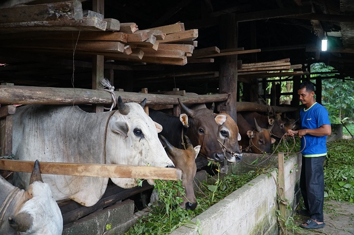 Dukungan RAPP kepada Warga Kampar, Hasilkan Omzet Miliaran dari Ternak Sapi