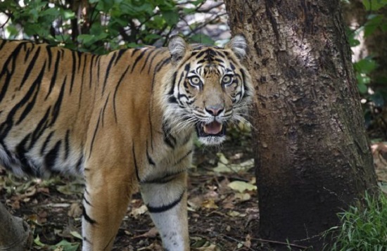 Harimau Terkam  Dua Ekor Sapi Milik Petani di Kampar