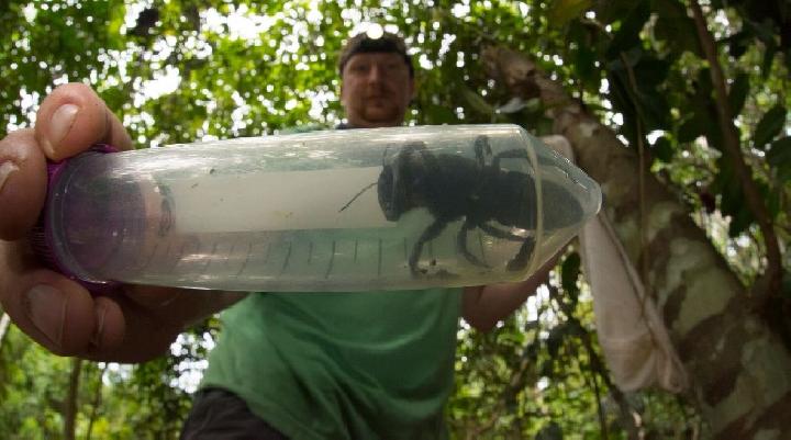 Mahal, Lebah Raksasa Wallace Asal Maluku Ini Dijual Rp 546 Juta