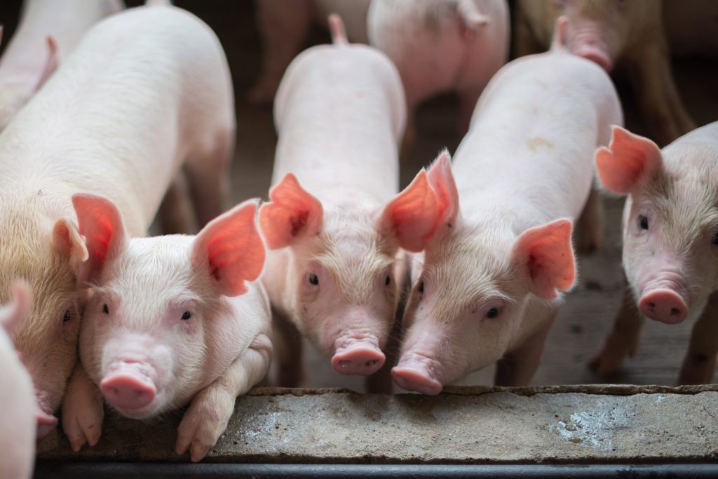 Peternak Siap-siap Rugi, Babi RI Haram Masuk Malaysia karena Virus Mematikan