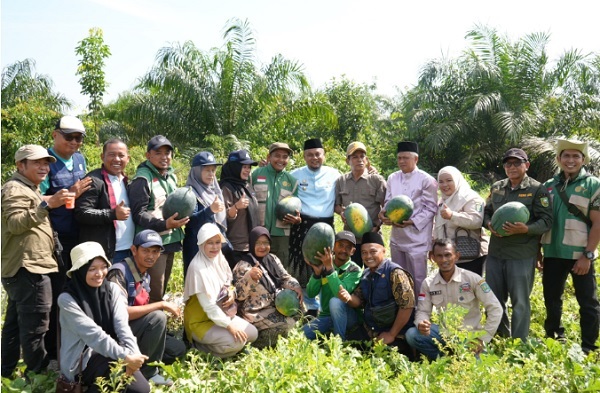 Bumkam Kota Ringin Panen 30 Ton Semangka