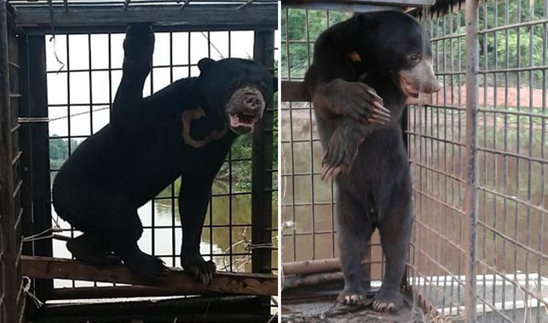 BKSDA Riau Evakuasi Sepasang Beruang Madu Kana dan Pulaga di Kuala Cenaku-Inhu